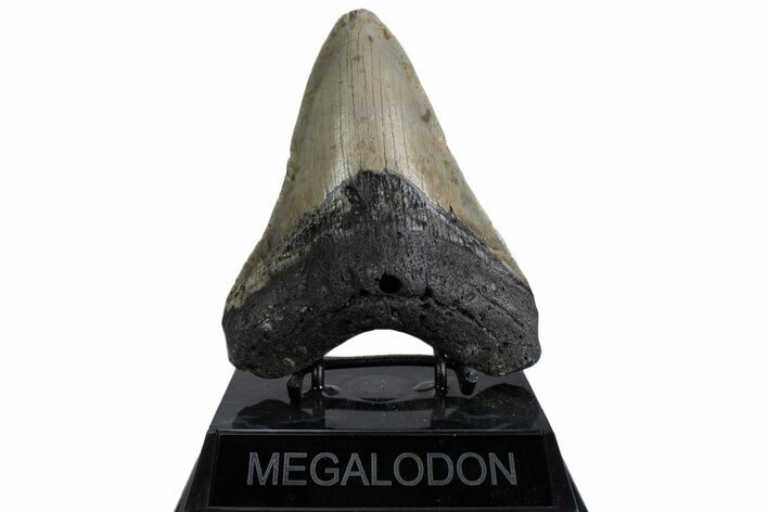 Fossil Megalodon Tooth - North Carolina #379224